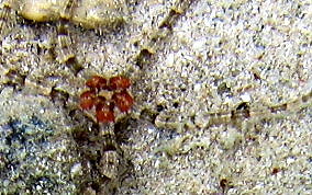Banded Arm Brittle Star - Ophioderma sp.
