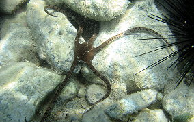 Circle Marked Brittle Star - Ophioderma cinereum