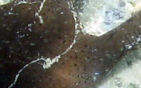 Circle Marked Brittle Star - Ophioderma cinereum