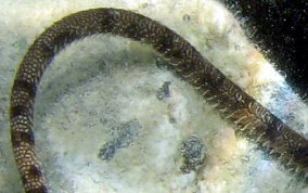 Circle Marked Brittle Star - Ophioderma cinereum