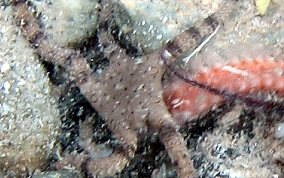 Circle Marked Brittle Star - Ophioderma cinereum