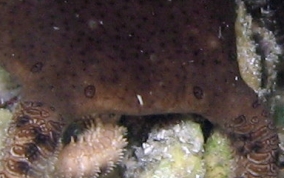 Circle Marked Brittle Star - Ophioderma cinereum