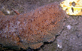 Three-Rowed Sea Cucumber - Isostichopus badionotus