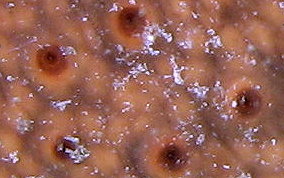 Three-Rowed Sea Cucumber - Isostichopus badionotus