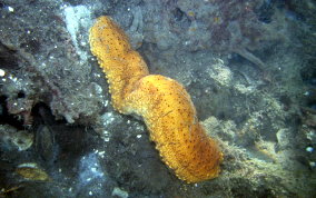 Three-Rowed Sea Cucumber - Isostichopus badionotus