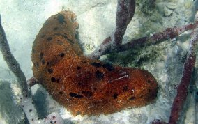 Three-Rowed Sea Cucumber - Isostichopus badionotus