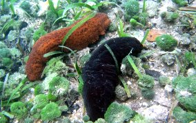 Three-Rowed Sea Cucumber - Isostichopus badionotus
