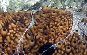 Three-Rowed Sea Cucumber - Isostichopus badionotus