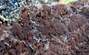 Three-Rowed Sea Cucumber - Isostichopus badionotus