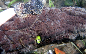 Three-Rowed Sea Cucumber - Isostichopus badionotus