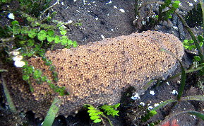 Three-Rowed Sea Cucumber - Isostichopus badionotus