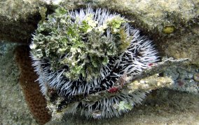 West Indian Sea Egg (Urchin) - Tripneustes ventricosus