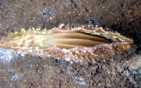 Amber Penshell - Pinna carnea