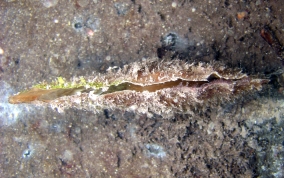 Amber Penshell - Pinna carnea