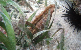 Amber Penshell - Pinna carnea