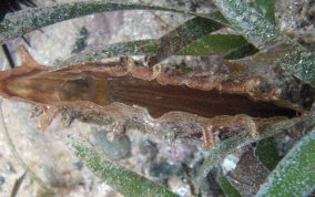 Amber Penshell - Pinna carnea