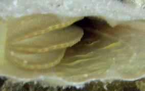Amber Penshell - Pinna carnea