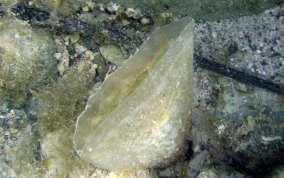 Amber Penshell - Pinna carnea