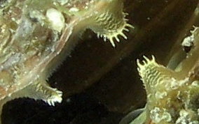 Amber Penshell - Pinna carnea