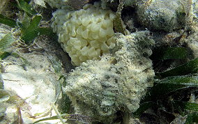 Apple Murex eggs - Chicoreus pomum