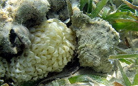 Apple Murex eggs - Chicoreus pomum