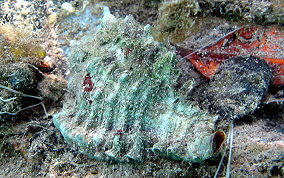 Apple Murex - Chicoreus pomum
