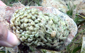 Apple Murex eggs - Chicoreus pomum