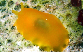 Apricot Sidegill Slug - Berthellina quadridens / Berthellina engeli