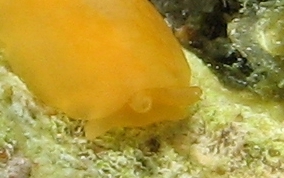 Berthellina quadridens Apricot Sidegill Slug - Berthellina quadridens / Berthellina engeli