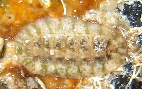 Caribbean Slender Chiton