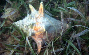 Queen Conch - Strombus gigas