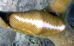 Fingerprint Cyphoma