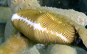 Fingerprint Cyphoma - Cyphoma signatum