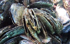 Flat Tree Oyster - Isognomon alatus