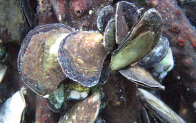 Flat Tree Oyster - Isognomon alatus