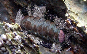 Marbled Chiton - Chiton marmoratus
