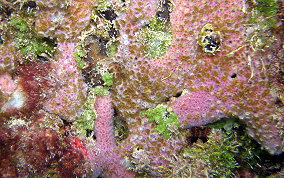 Lavender Rope Sponge - Niphates erecta