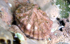 Limpet Snail