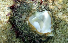 Longspine Starsnail (Astralium phoebium)