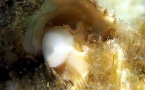 Longspine Starsnail (Astralium phoebium)