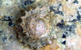 Longspine Starsnail (Astralium phoebium)