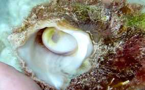 Longspine Starsnail (Astralium phoebium)