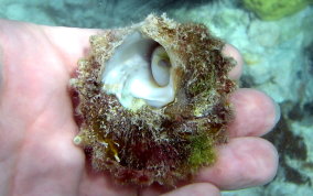 Longspine Starsnail (Astralium phoebium)