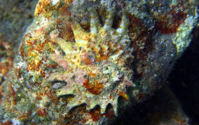Longspine Starsnail (Astralium phoebium)