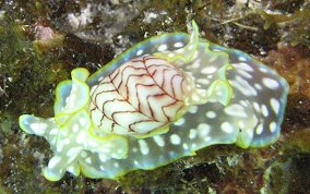 Miniature Melo Headshield Slug