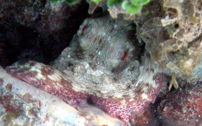 Common Octopus - Octopus insularis