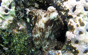 Common Octopus - Octopus insularis