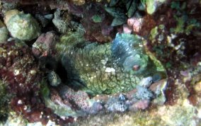Common Octopus - Octopus insularis