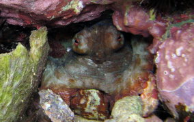 Common Octopus - Octopus insularis