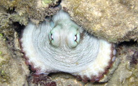 Common Octopus - Octopus insularis